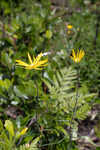 Florida false sunflower